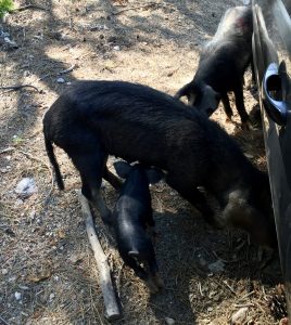 Wildschweine auf Korsika